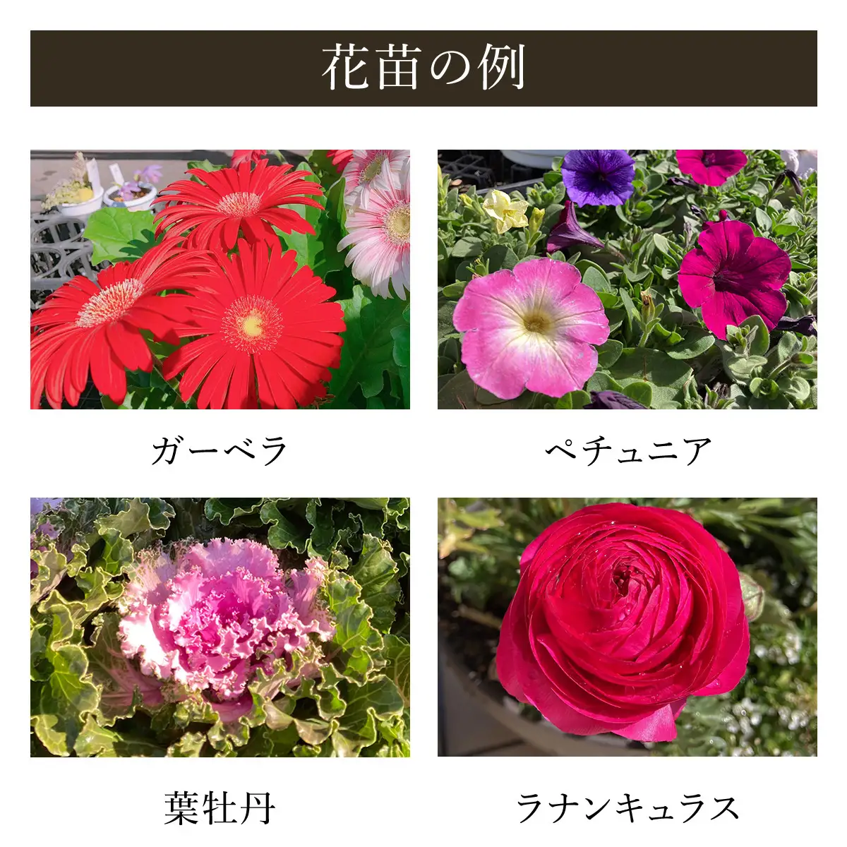 季節のおまかせ花苗セット【15ポット以上】 ANAR011