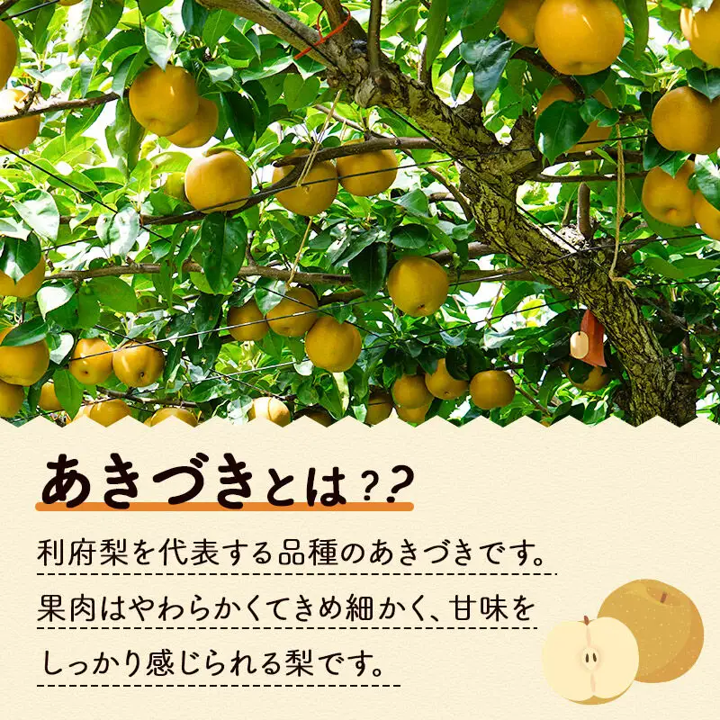 利府梨（あきづき）5kg（10玉前後）