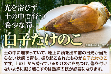 タケノコ 【2027年発送 先行受付】 宮城県 利府町産 採れたて 高級白子たけのこ 皮付き2kg以上（2～6本）筍 野菜 国産 新鮮 旬