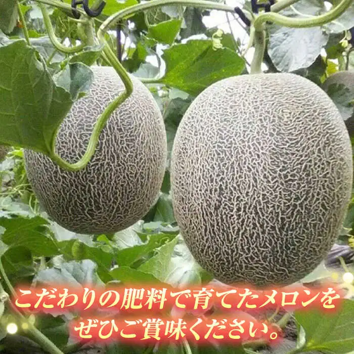 【2027年5月中旬-発送】肥後グリーンメロン 2玉（合計4kg以上） [SCB088] メロン
