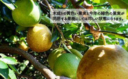 樹齢40年 愛南ゴールドジュース 720ml × 2本 河内晩柑 愛南ゴールド 焼酎 蒸留酒 果汁 無添加 ジュース 贈答 ギフト プレゼント 河内晩柑 ばんかん 柑橘 かんきつ 果汁 100% 愛媛 みかん 蜜柑 ゼリー 寒天 母の日 敬老の日 お歳暮 お中元 国産 愛南 青果市場