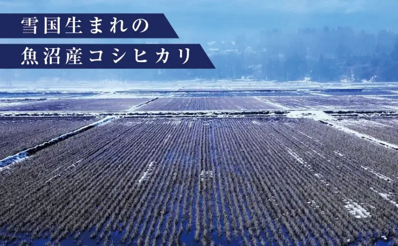 数量限定 従来品種 魚沼産コシヒカリ 精米 5kg×3