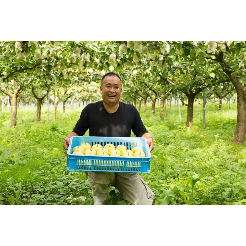 【先行予約】樹上完熟 二十世紀梨5kg｜2026年8月下旬から発送 梨