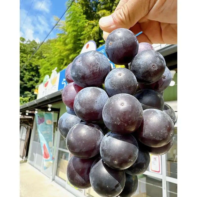 【先行予約】樹上完熟藤稔 1.2kg（2～3房入り）（2026年8月中旬～発送） 大粒 甘い 巨峰種 ふじみのり フルーツ 果物 ふるさと納税 ぶどう グレープ 農家直送 果樹園直送 生産者応援 農家応援