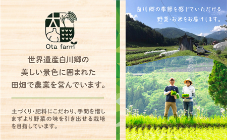 【先行予約】令和7年産 白川郷 戸ヶ野のミルキークイーン 5kg こだわりのお米 精米 みるきーくいーん ごはん おにぎり ご飯 食事 米 白米 弁当 甘い もっちり 岐阜県 飛騨 世界最高米認定農家 大田ファーム 16000円 [S585]