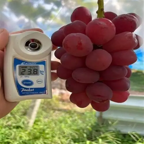 2027年発送先行受付【本場山梨の希少品種】見つけたらラッキーなかなかお目にかかれないお試し富士の輝【配送不可地域：離島】【1495748】