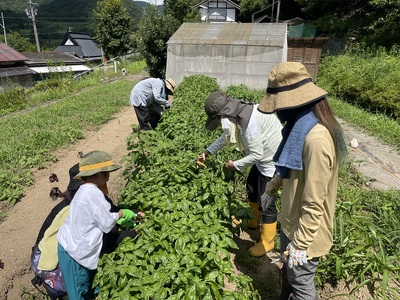 無農薬 季節の野菜セットS（約2kg） / 野菜 詰め合わせ 産地直送 綾部市 / ともときファーム丹波［BSBG008］