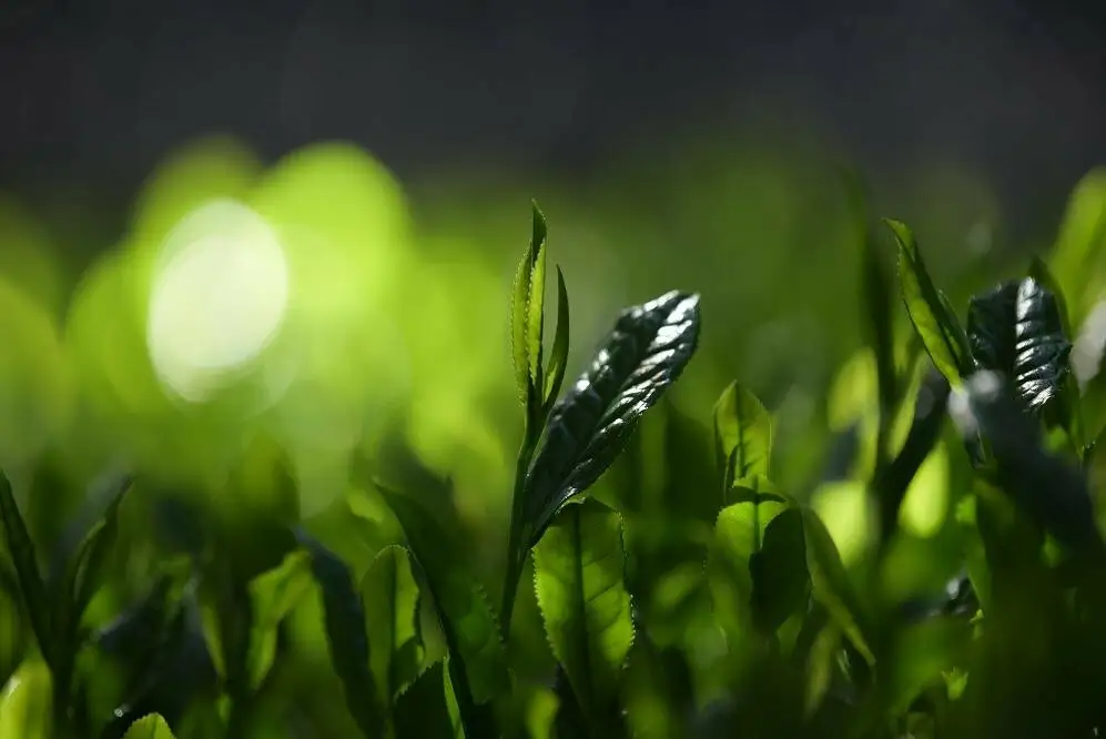 茶園の自家栽培茶と特製綾部茶ようかんのセット（ 抹茶ようかん / ほうじ茶ようかん / 綾部玉露 / 綾部煎茶 ） / 日本茶 和菓子 ギフト 綾部市 / グディーズ［BSAW004］