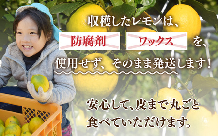 【先行予約】日本海で育ったうちうらレモン「ビアフランカ2.5kg」皮まで丸ごと食べられます！【2027年1月初旬ごろ順次発送】