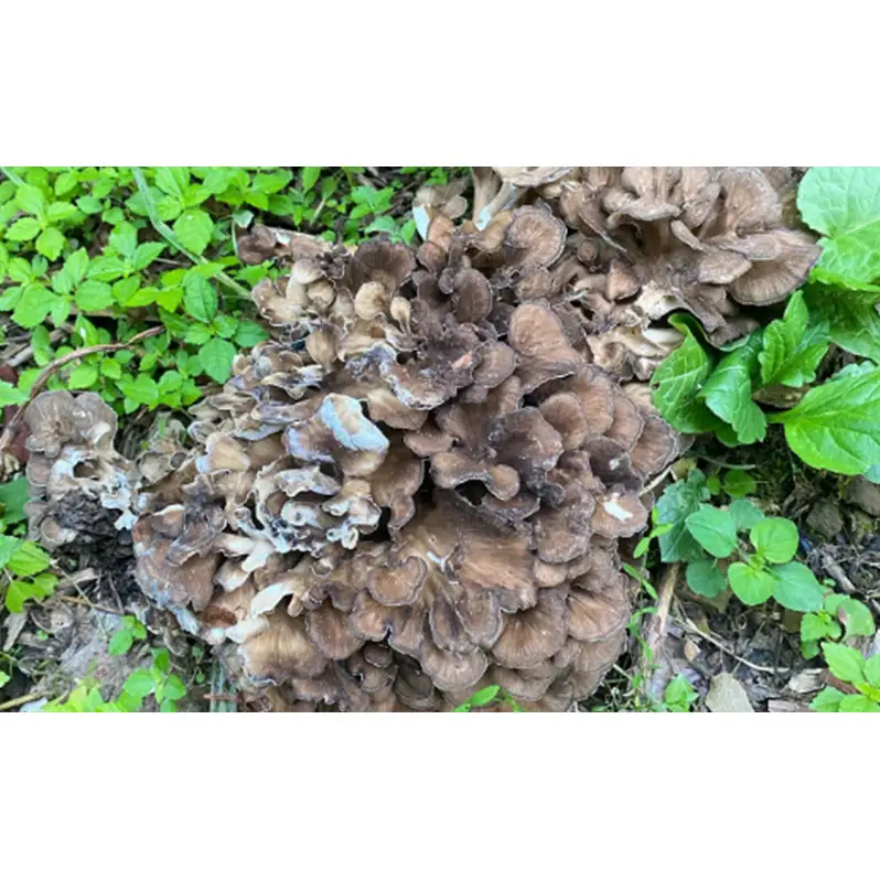 体験 北海道 季節のキノコ狩り 体験チケット 1枚 (1名様分) ioru