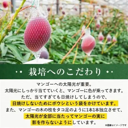 【発送月固定定期便】2027年発送 完熟アップルマンゴー＆キーツマンゴー 食べ比べ 全2回【配送不可地域：離島】【4012836】