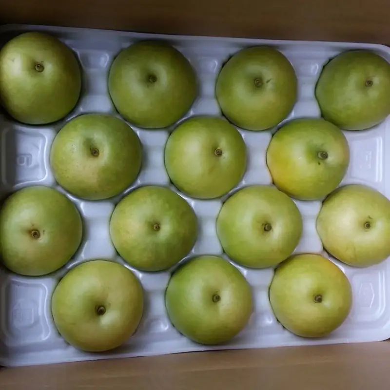 【先行予約／数量限定100】京丹後産 二十世紀梨 大玉 5kg（14～18玉入り）（2026年9月上旬～発送）