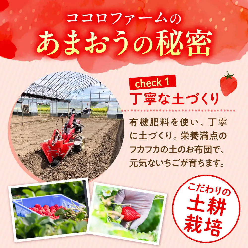 【先行予約】ココロファームの濃厚あまおう 270g×2P VAE007 いちご あまおう