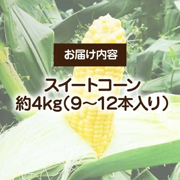 【先行予約】スイートコーン 約4kg 9-12本 VBC001 コーン とうもろこし