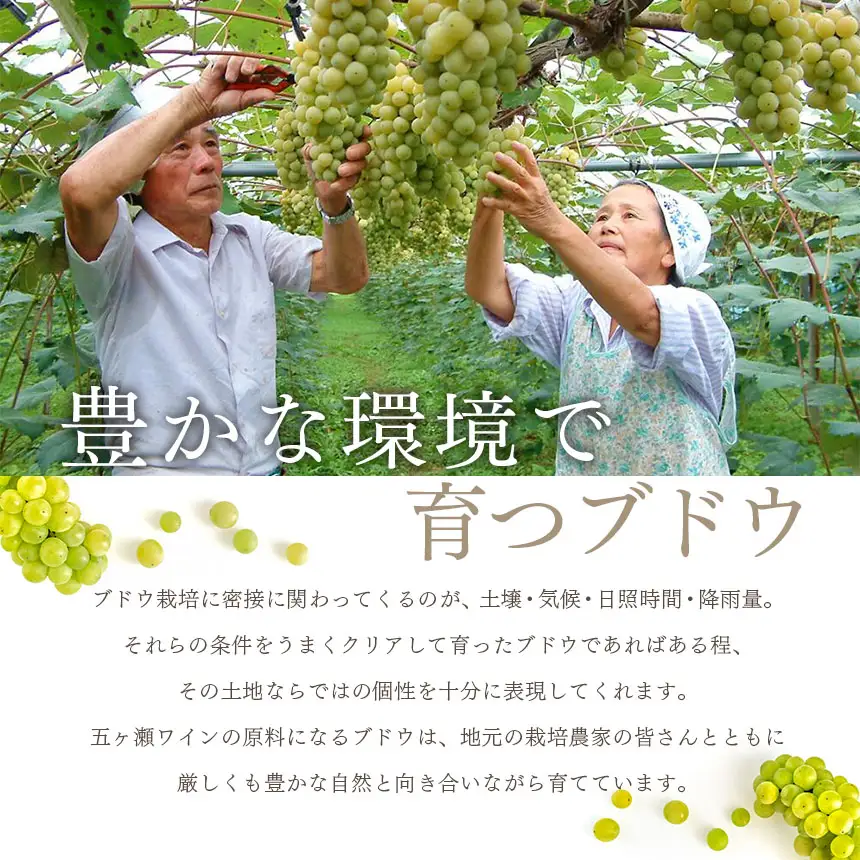 五ヶ瀬ワイン　飲み比べセット（白・甘口＆白・辛口）