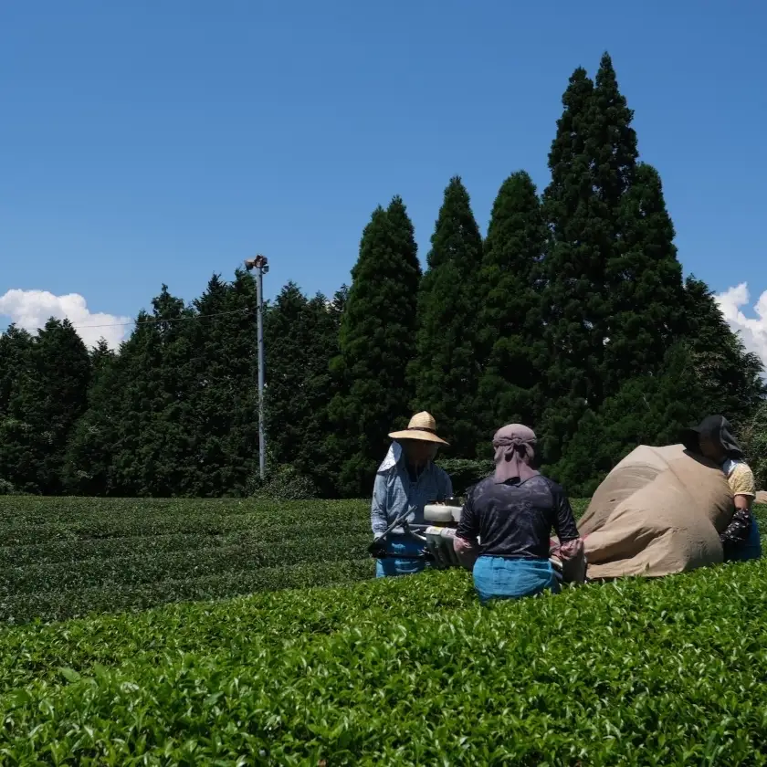 宮﨑茶房の有機釜炒り茶・紅茶セット（特撰・紅茶）