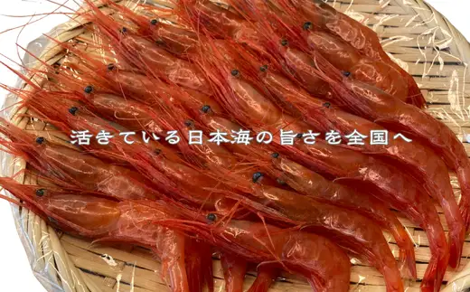 8-007-004　天然甘エビ 500g（40尾前後）