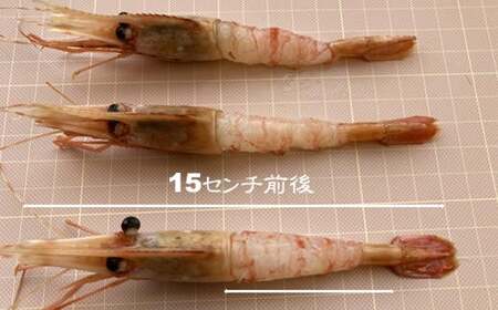 8-010-002　ましけのボタンエビ 700g（350g×2）