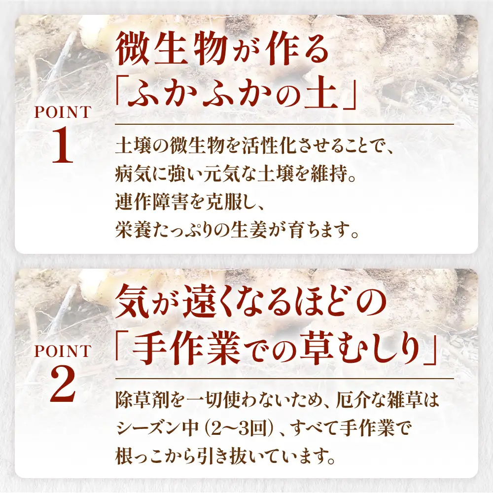 信玄生姜　おろし生姜　生姜