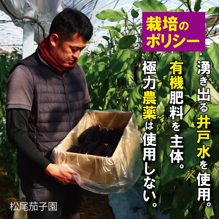 【先行予約】小城市産 筑陽ナス 3kg 朝採れ 新鮮 ハウス栽培 茄子 A080-041