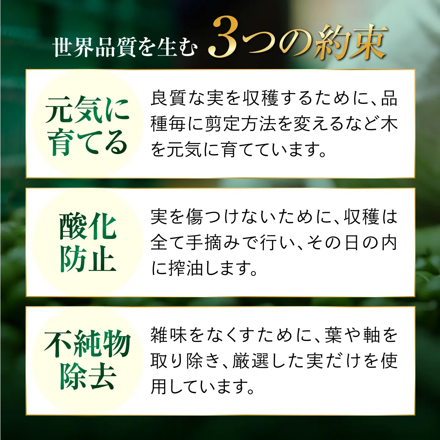 オリーブオイル 激辛ペペロンオイル 100ml×3本 オリーブオイル [XAJ068]