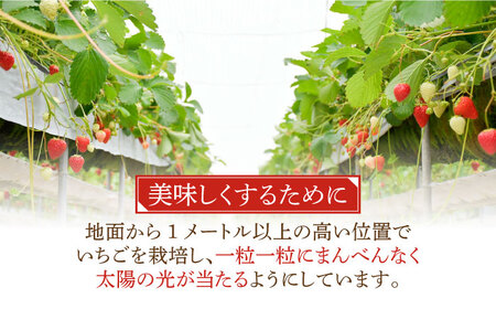 【全12回定期便】瀬戸内の島で育ったいちごのジャム200mL×6個セット 苺 イチゴ 人気 グルメ 贈答 果物 フルーツ 料理 ギフト プレゼント 広島県産 江田島市/沖美ベジタ有限会社[XBA010]