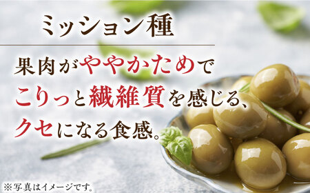 晩酌のお供に！【11月中旬から順次発送】オリーブ塩水漬けセット マンザニロ種＆ミッション種 各2個（瓶タイプ）ギフト 塩漬け サラダ 簡単 広島県産 江田島市/瀬戸内いとなみ舎合同会社[XBB012]