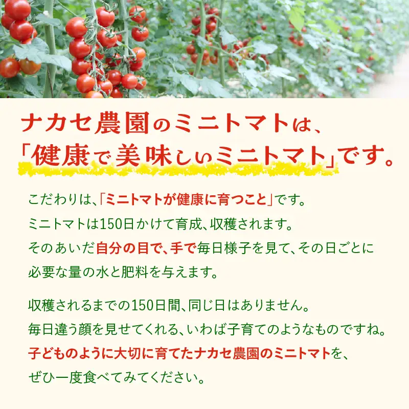 【先行予約】≪2027年1月より順次発送≫農園直送 つぶより ミニトマト 3kg入り