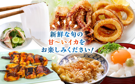 【期間限定】新鮮 朝獲れ 真イカ (剣先イカ）約1kg 真いか するめいか [m21-b015]