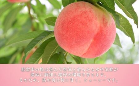 富士山の湧水で育った　ももジャム５種セット