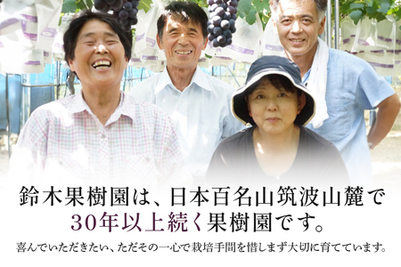 【数量限定・先行予約】 巨峰 約1.5kg（種あり） 《8月20日～9月30日発送予定》 ぶどう ブドウ 葡萄 果物 くだもの フルーツ（石岡市 小美玉市 共通返礼品）67-E