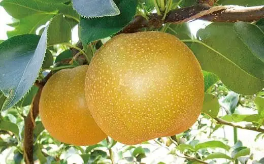 梨 新甘泉梨 5kg ( 5kg × 1箱 )