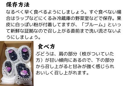 朝採れ厳選ナガノパープル　1.5kg(3～4房)