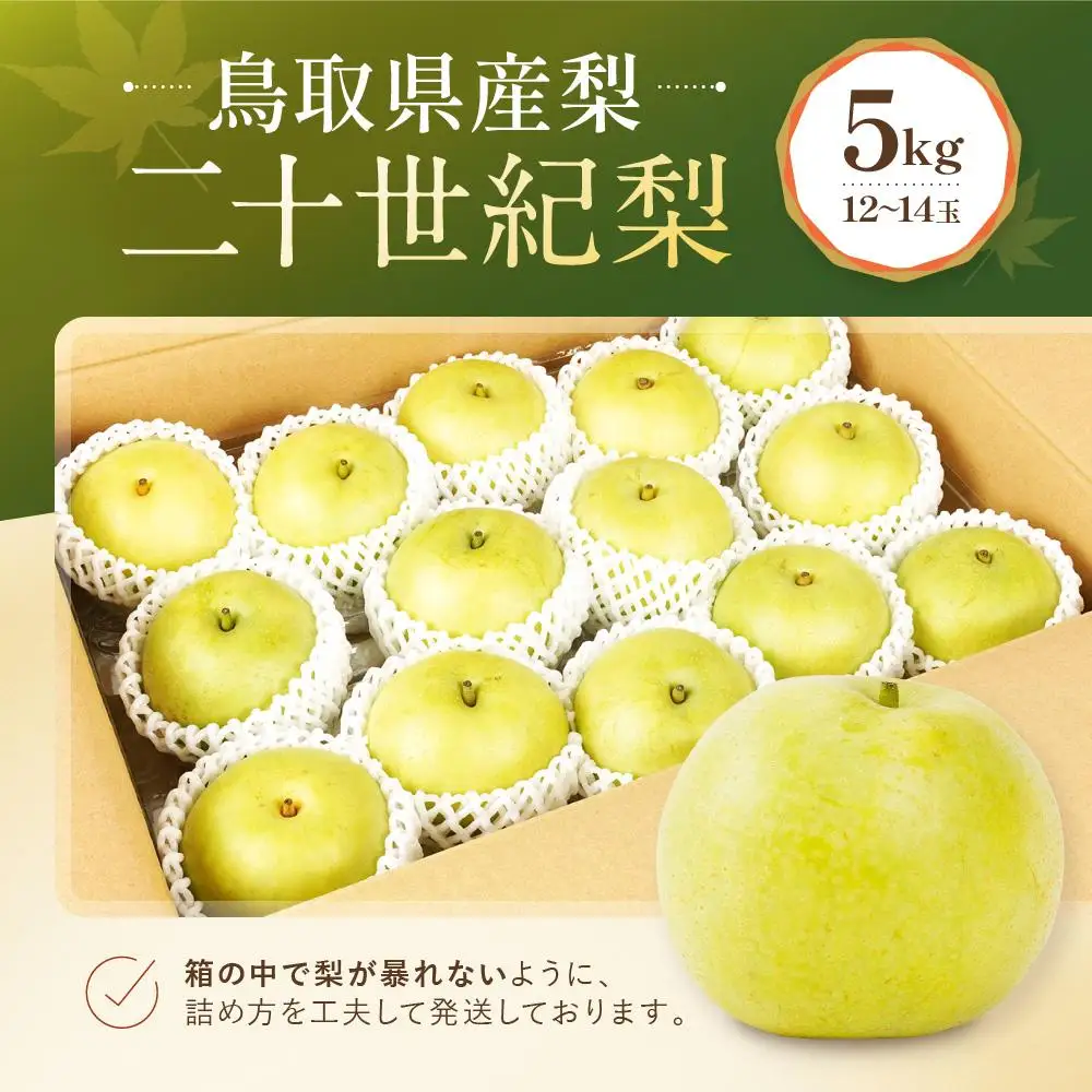 二十世紀梨 5kg 数量限定 鳥取県産 （12～14玉） 二十世紀梨