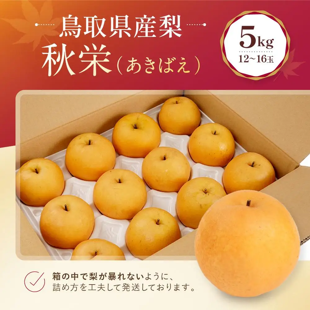 数量限定 鳥取県産梨 秋栄 5kg（12～16玉） 梨