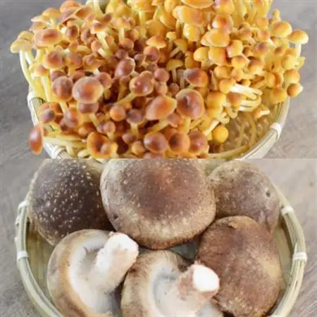 椎茸の佃煮＆四種のきのこの炊き込みご飯の素セット(4パックセット)【1384288】