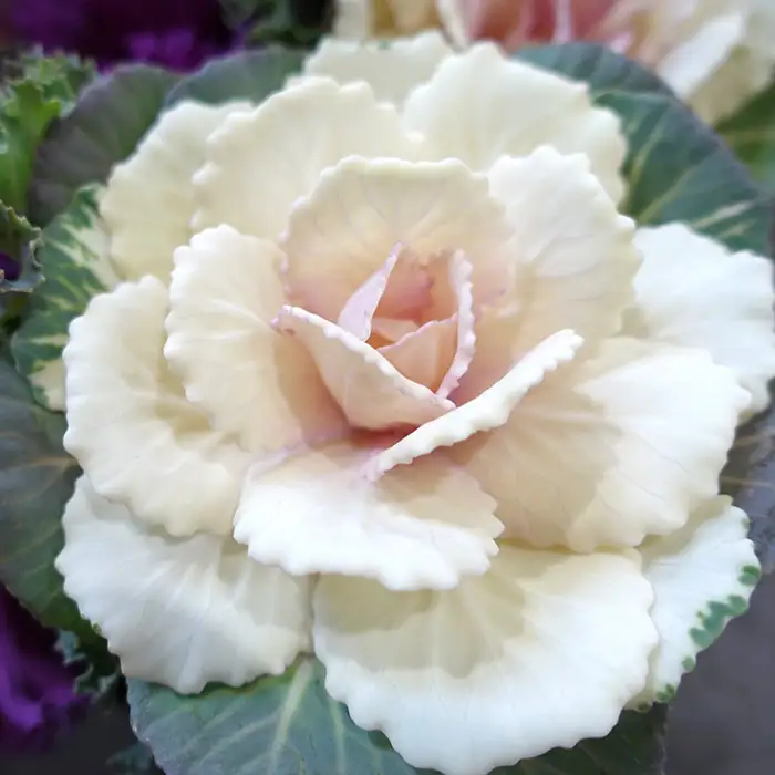 季節の花苗 葉牡丹（ハボタン） 24個セット 色と種類はミックス おまかせ 送料無料 No.044