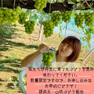 【南信州高森産】シャインマスカット2kg＜2026年9月中旬より発送＞
