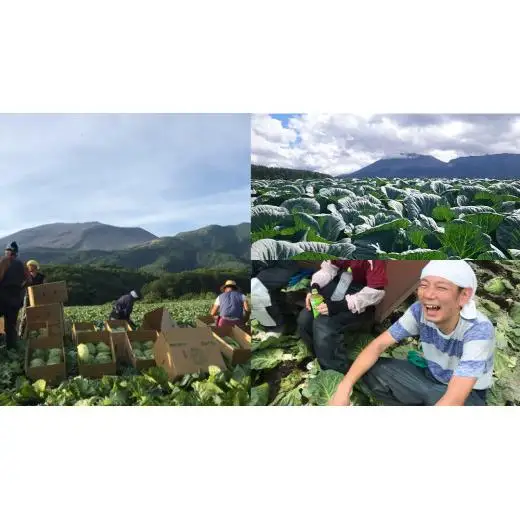 つまごいアイス キャベツ アイス 6個セット [AV002tu]