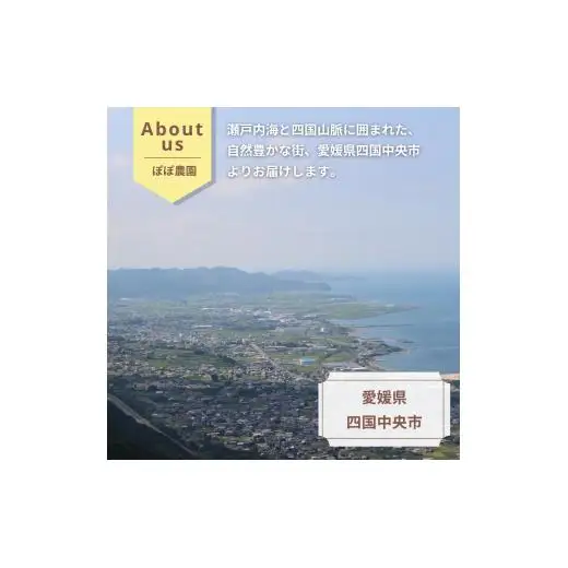 ＜10月下旬以降発送＞【ぽぽ農園】【訳あり・ご自宅用】レインボーレッドキウイ（四国中央市産レインボーレッド） M サイズ 約1.27kg（13個～16個）