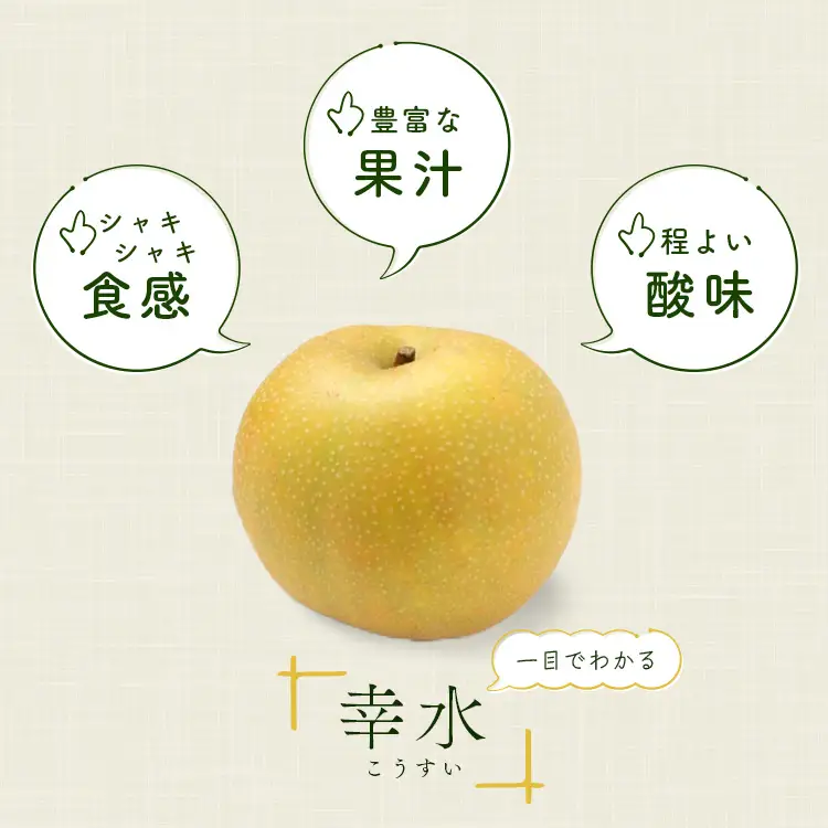 梨 幸水 約3kg 6玉～12玉 幸水
