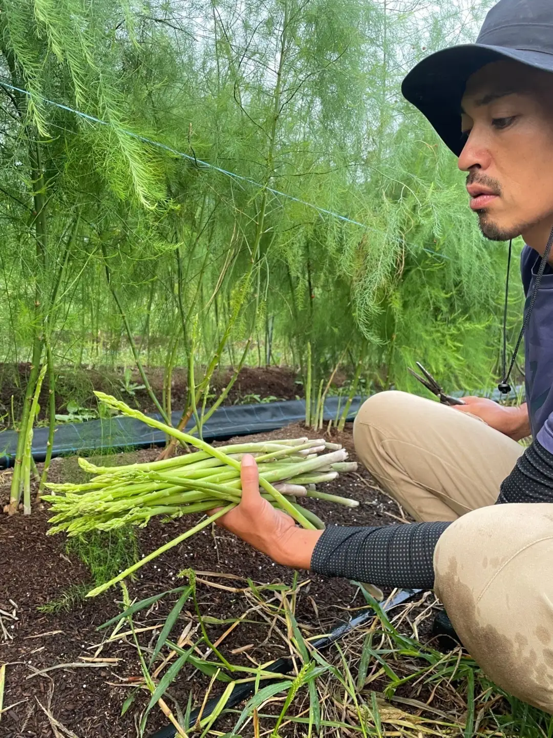 《 先行予約 》【 令和8年産 夏芽 】 アスパラガス L 1kg （ 太物 L以上 ）〔 2026年 7月中旬頃 ～ 発送予定 〕 アスパラ 野菜 農園成 産地直送 農家直送 2026年産