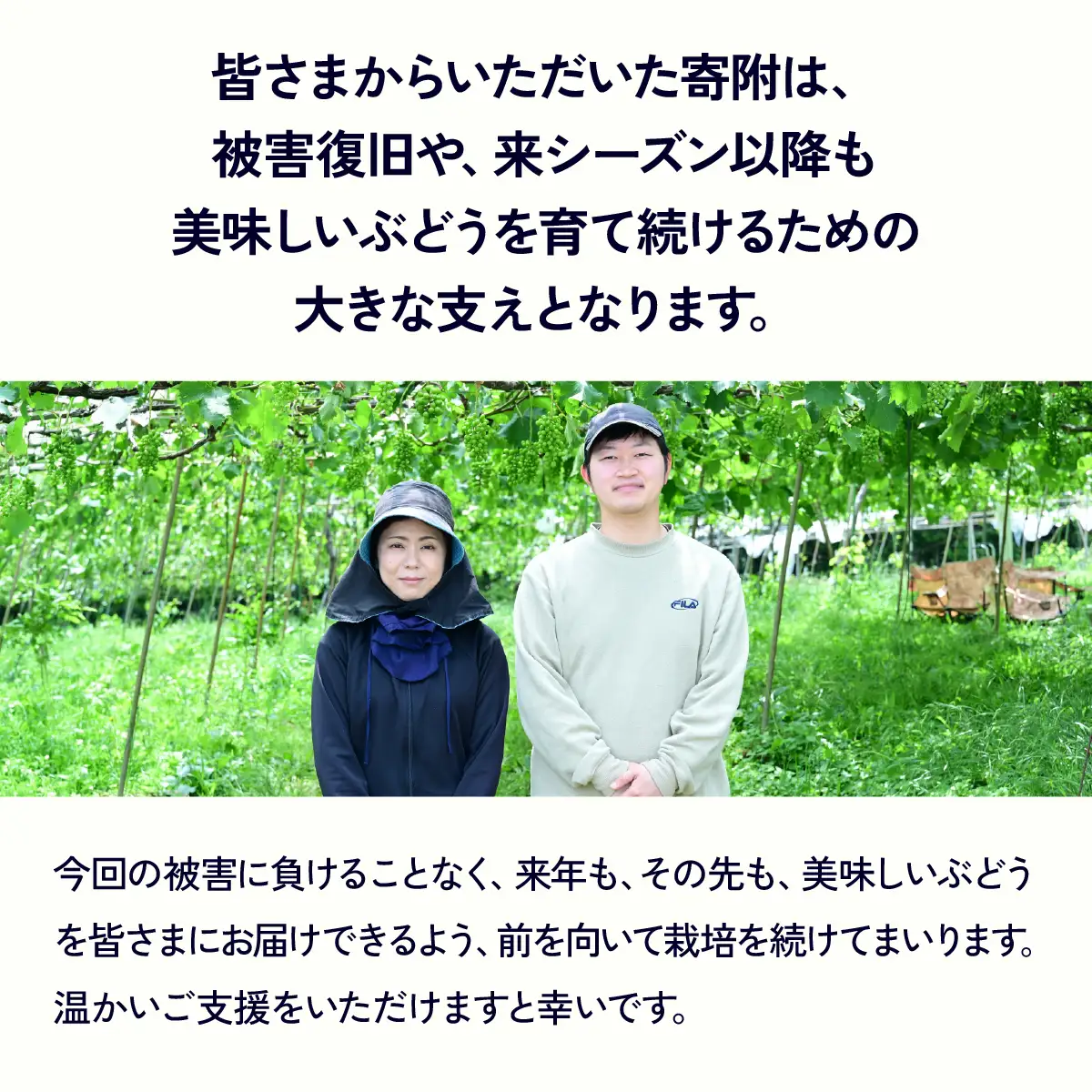ぶどう 巨峰 種なし 4房 農家支援 災害支援  ぶどう