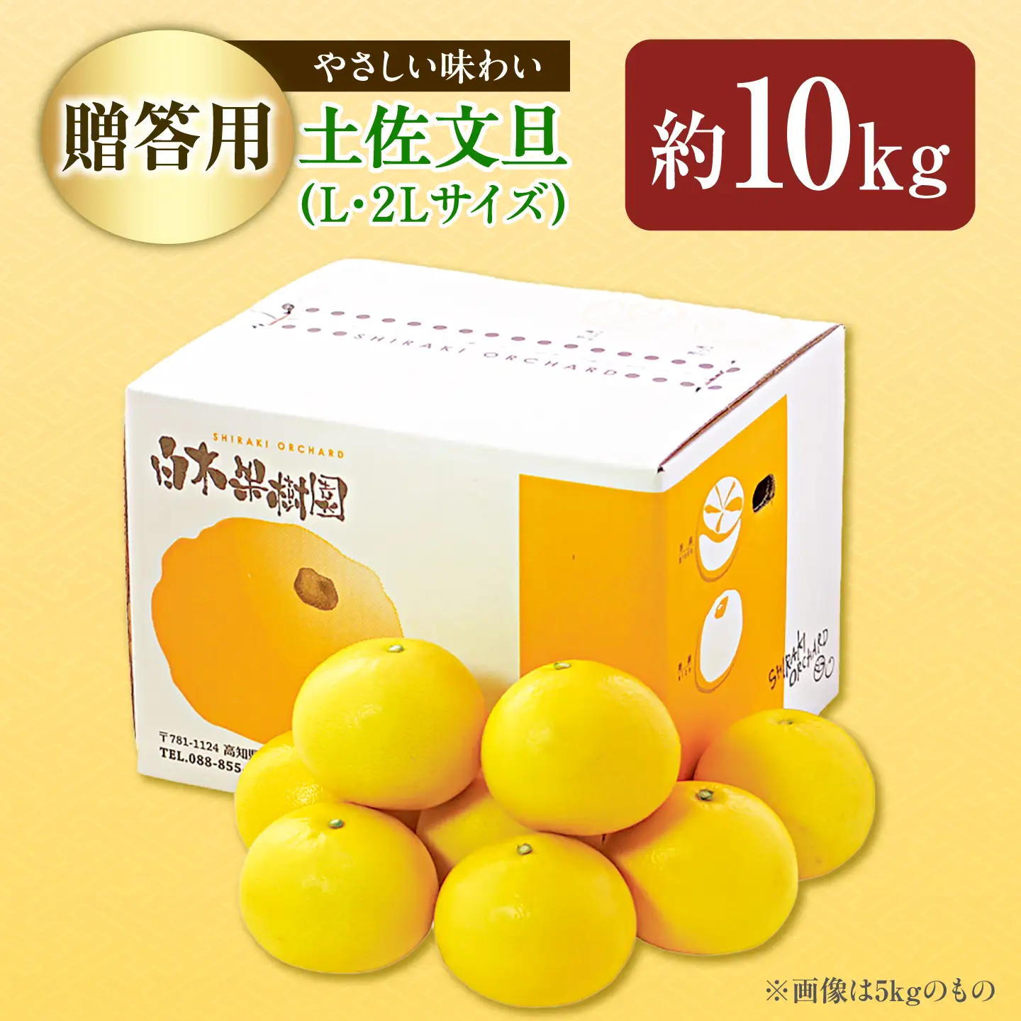 【先行予約】【果樹園直送】土佐文旦特選品贈答用　約10kg　Lから2L　（20から25個）〈2027年2月中旬から3月中旬頃発送〉高知県 土佐市【白木果樹園】 [BQAI007]