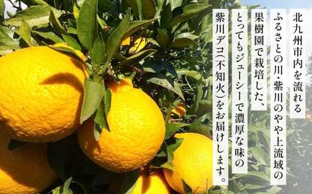 紫川デコ（不知火） Mサイズ 24玉入 計5kg程【2027年3月下旬～4月上旬発送予定】 KM