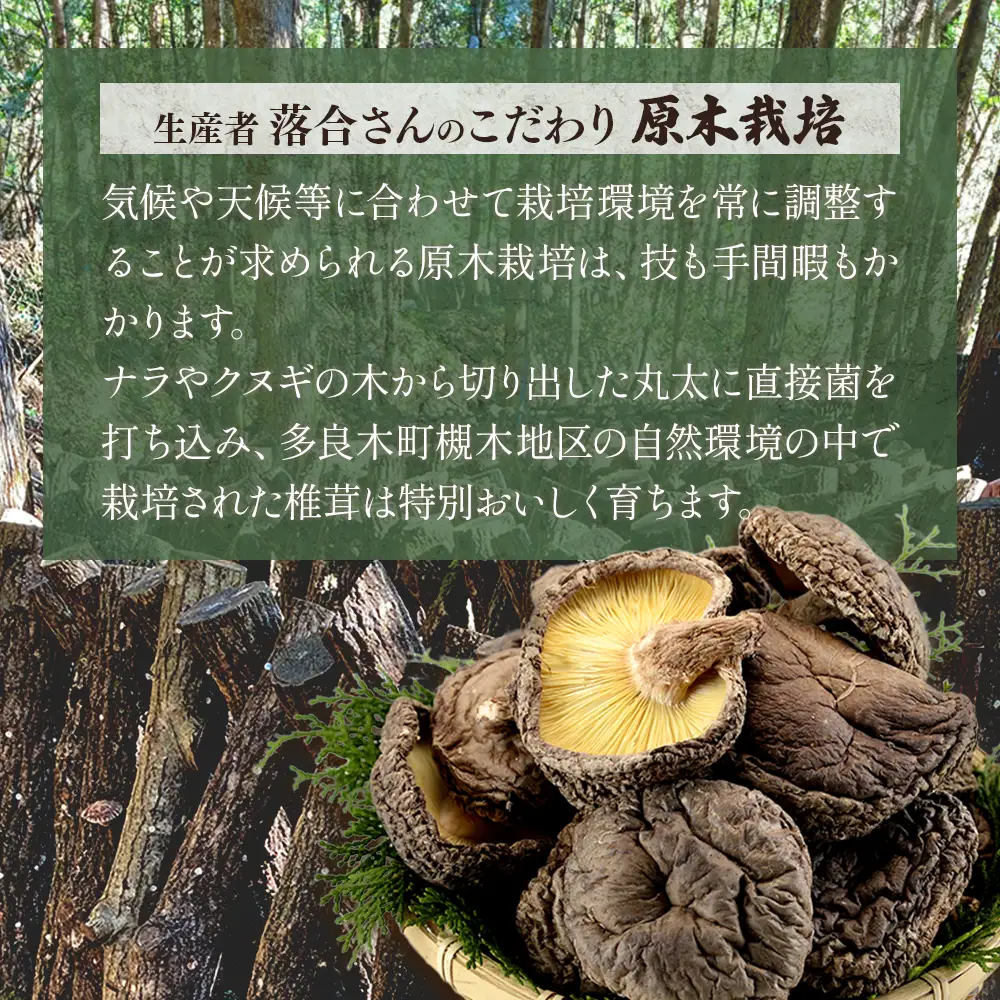 【お中元ギフト】	槻木産 中葉厚肉 乾燥椎茸 計300g (100g×3袋)  026-0573-c