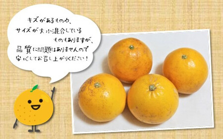 訳あり 河内晩柑 約7kg 後藤農園