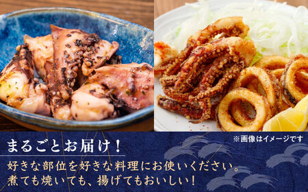 長崎県 対馬産 天然 アオリイカ 1杯 [WCN003]新鮮 冷凍 直送 イカ 水イカ 刺身 煮付け 