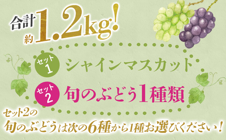【ふるなびWEEK対象】選べる ぶどう詰合せ（シャインマスカット＋珍しいぶどう） シャインマスカット ナガノパープル クイーンニーナ グロースクローネ 瀬戸ジャイアンツ 雄宝 マイハート 福岡県 九州 お取り寄せ 8月中旬～9月下旬順次発送