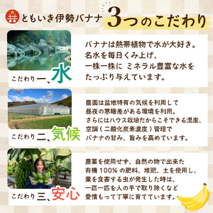 平均糖度25度以上 国産 無農薬 皮ごと食べられる「ともいき伊勢バナナ」 約1.5kg 9本～ バナナ ばなな 伊勢ばなな 伊勢バナナ ときいも伊勢バナナ 高糖度 栄養豊富 皮ごと 果物 くだもの 多気町 三重 無農薬 国産 三重県 多気町 TF-01